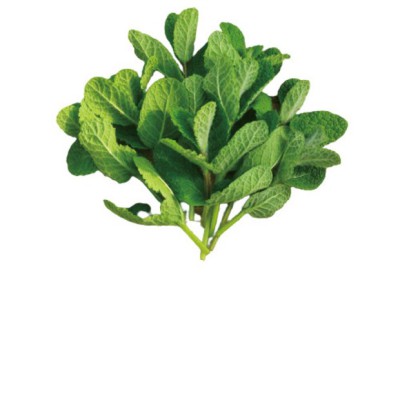 🌿 향긋한 애플민트, 효능 알고 똑똑하게 즐기기! 꿀팁 대방출 🍯