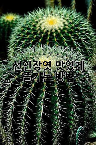 선인장엿, 맛있게 즐기는 방법!